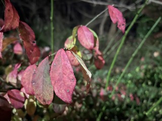 1605884463_20201120_035959544_ios.jpg