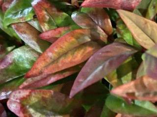 1605884705_20201120_041519385_ios.jpg