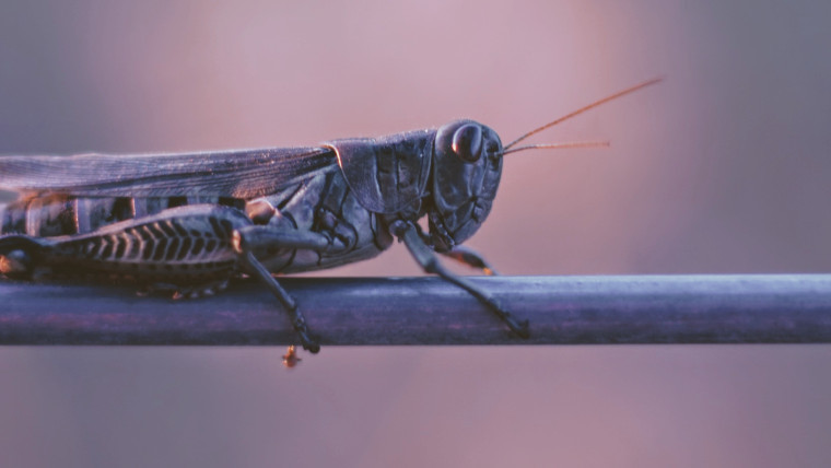 Picture of a locust on a branch
